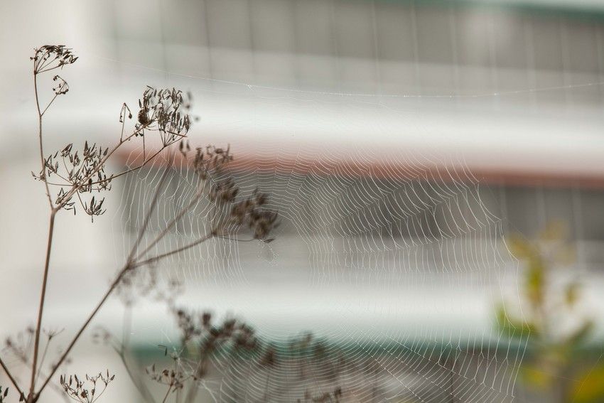 Hämähäkin verkko